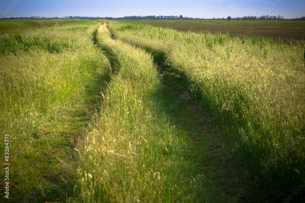 Obraz premium Path in the fields