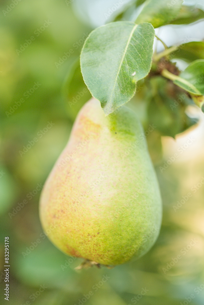 Ripe pears