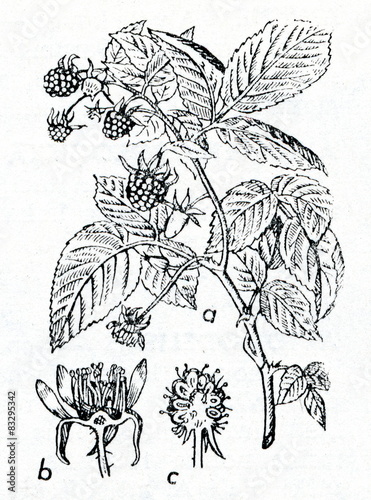 Raspberry (Rubus idaeus)