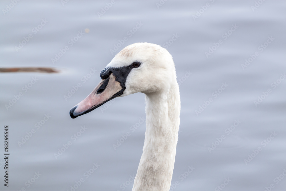 Swan portrait Swan portrait