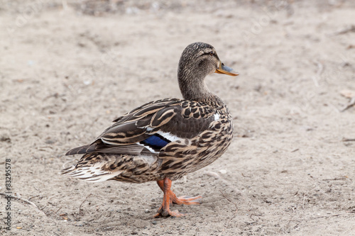 Mallard duck