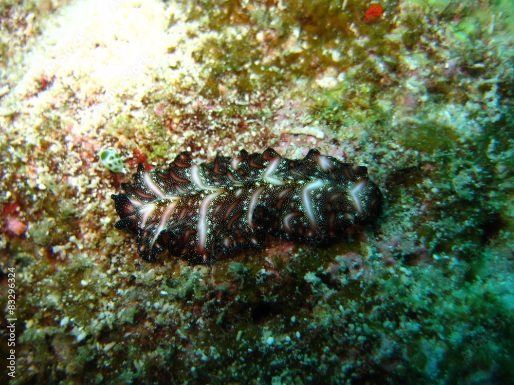 Fototapeta premium Strudelwurm