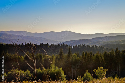 summer landscape with forest and the Carpathian Mountains