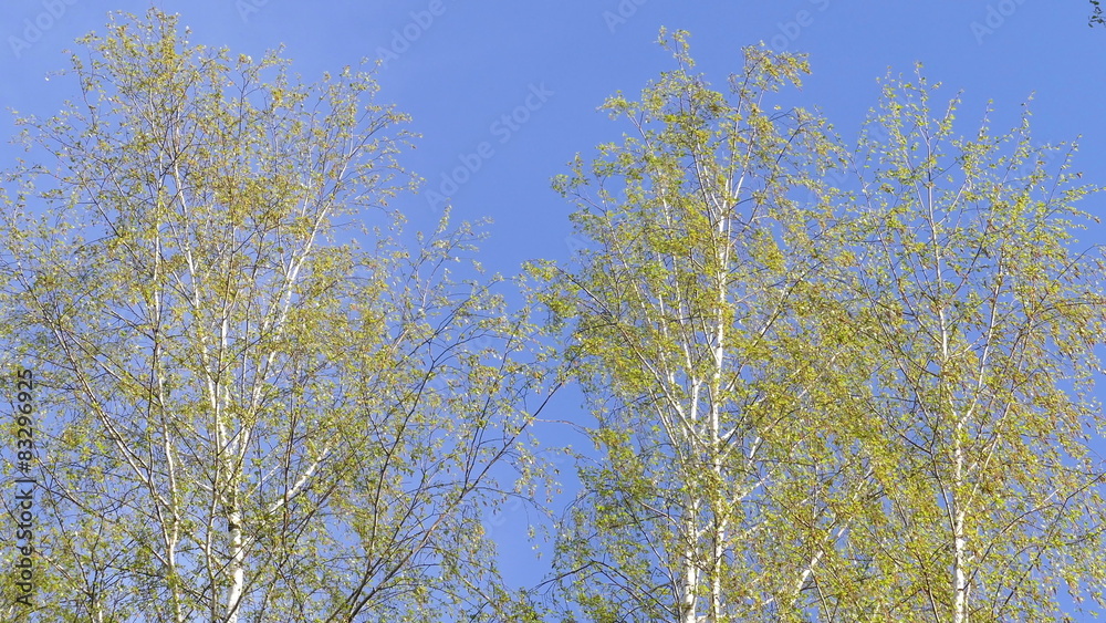 Birch branches in spring in the wind Birch branches in spring in the wind