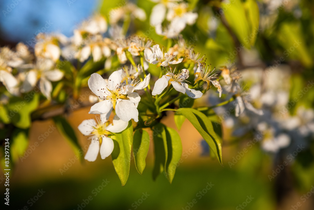 A blooming branch of a pear tree at sunset A blooming branch of a pear tree at sunset