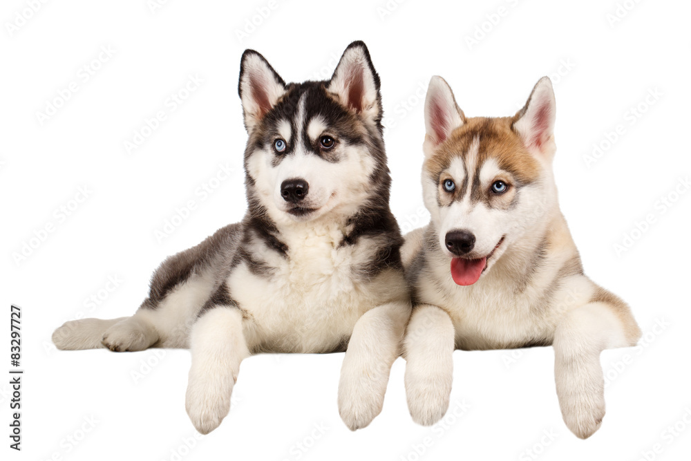 Obraz premium Two Siberian Husky Puppy isolated on White 