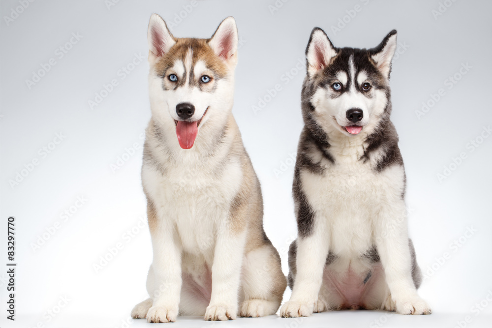 Two Siberian Husky Puppy isolated on White Two Siberian Husky Puppy isolated on White