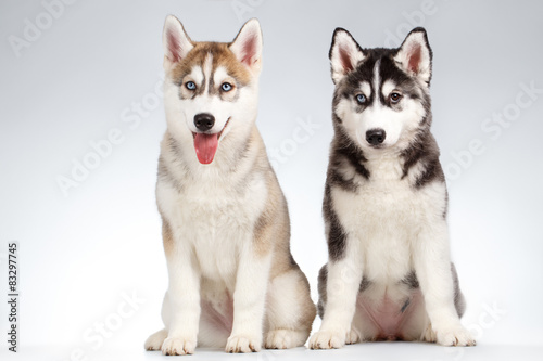 Two Siberian Husky Puppy isolated on White 