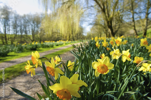 Daffodils flowering in spring sunshine, by a garden path.  photo