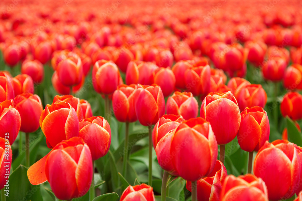 Tulip field in Netherlands Tulip field in Netherlands