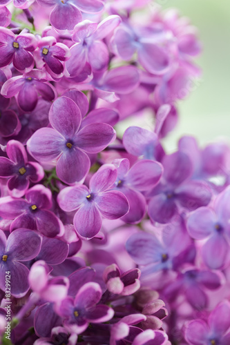 Blooming lilac purple flowers close up © GreenArt Photography