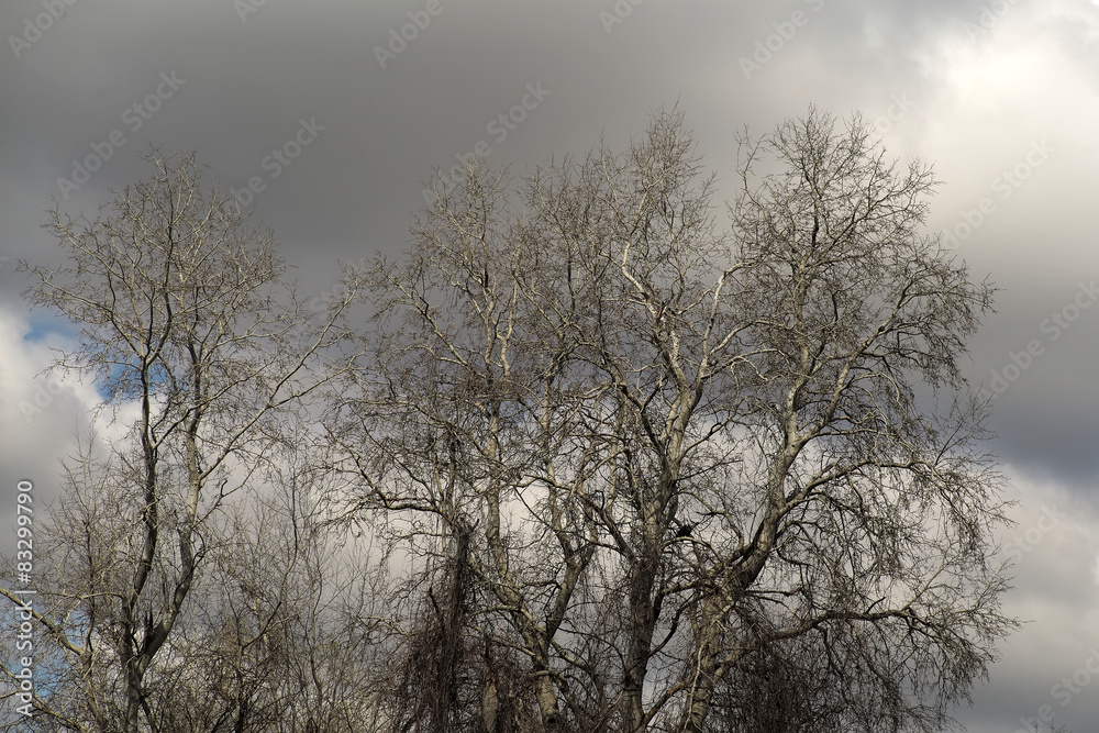 Bare trees and gray sky Bare trees and gray sky