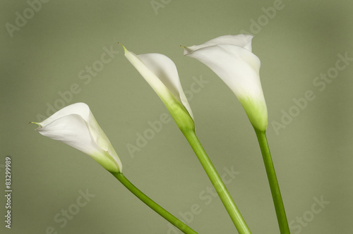 Calla lily flowers