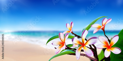 Fototapeta Naklejka Na Ścianę i Meble -  plumeria flowers on the beach
