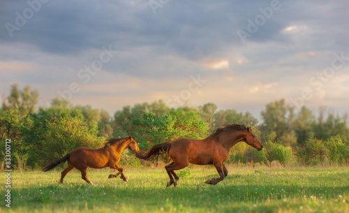 Fototapeta Naklejka Na Ścianę i Meble -  horse