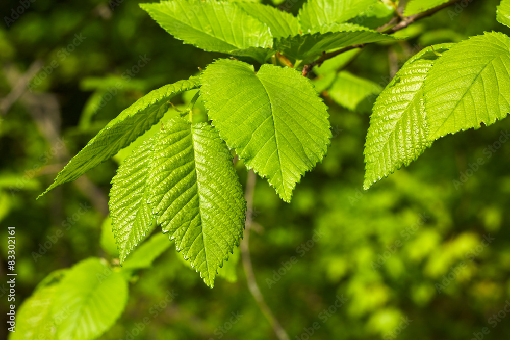 Green Spring Leaves Close-Up Sunlight Nature Background Green Spring Leaves Close-Up Sunlight Nature Background