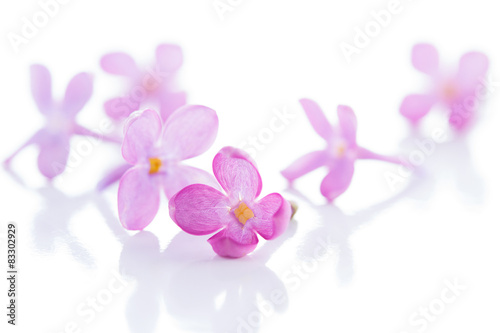 Lilac violet flowers isolated on white background