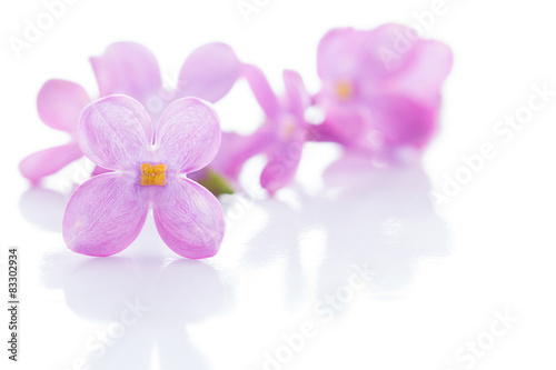 Lilac violet flowers isolated on white background