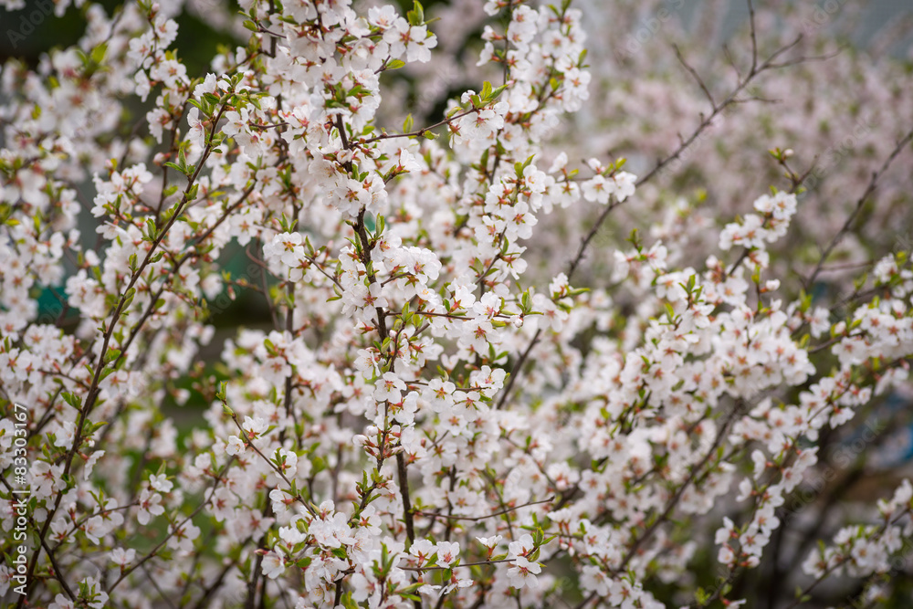 Cherry blossoms. Selective focus with shallow depth of field. Cherry blossoms. Selective focus with shallow depth of field.