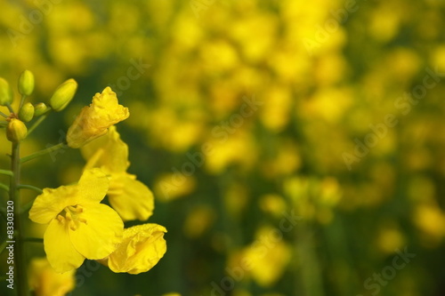 canola