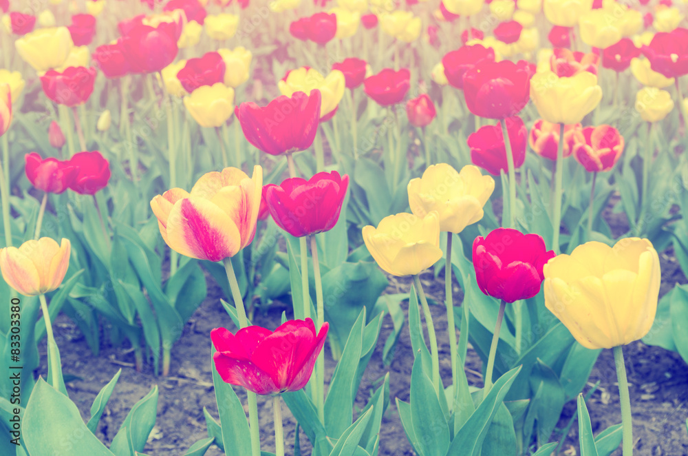 Fototapeta Softly Colored Tulips