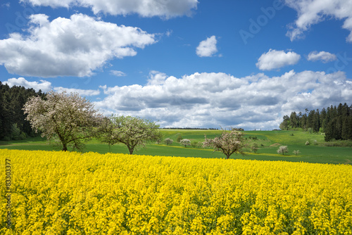 Gelbes Rapsfeld in blühender ländlicher Landschaft 