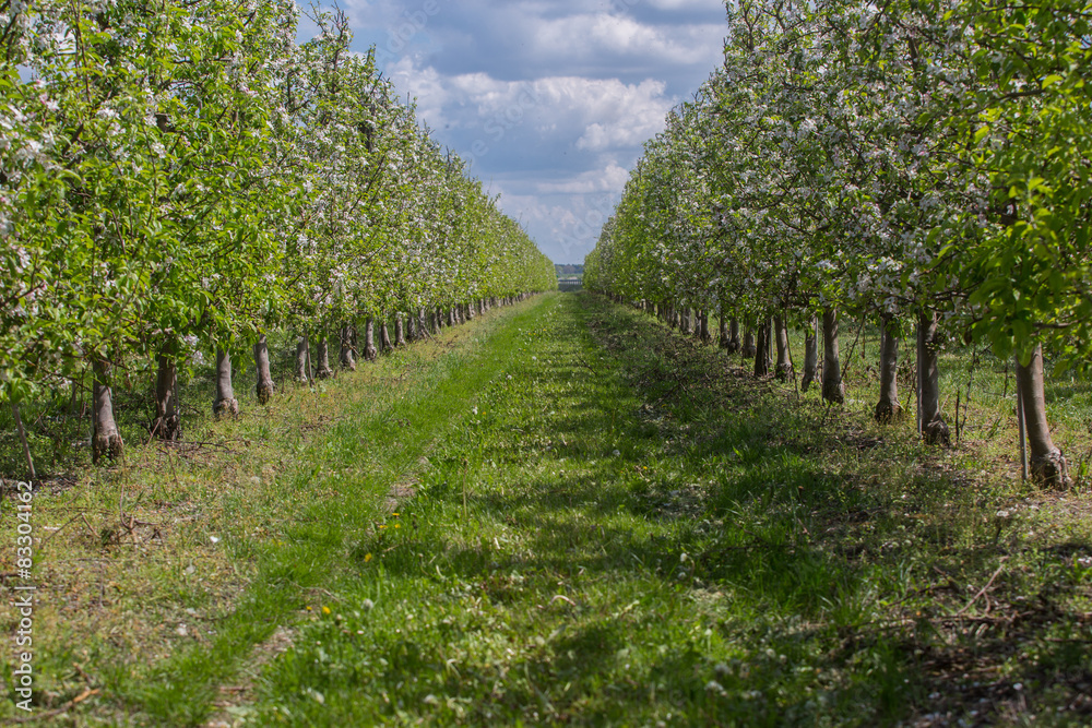 fruit orchard , Polish orchards  