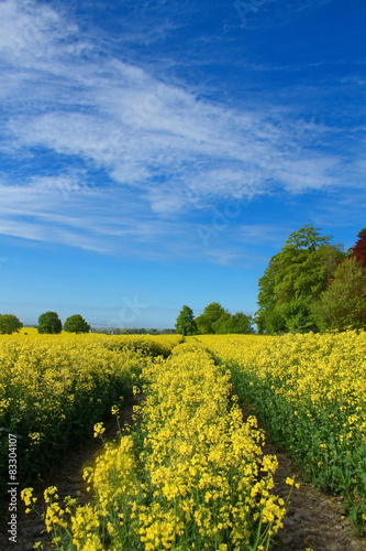 canola field