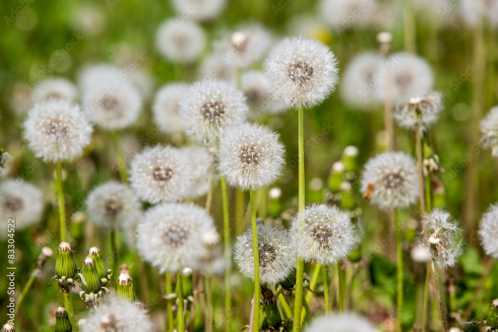 dandelions, Pusteblume dandelions, Pusteblume