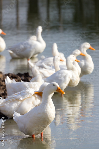 Fototapeta Naklejka Na Ścianę i Meble -  A flock of white ducks stand in a pond or lake