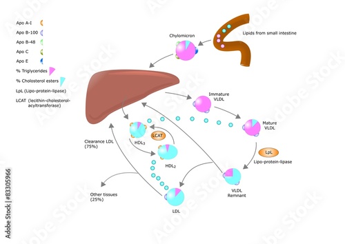 metabolismo del colesterolo e sue lipoproteine
