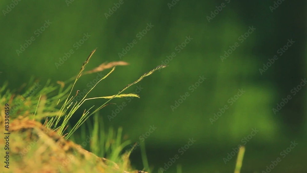 Closeup of green grass in warm sunset light