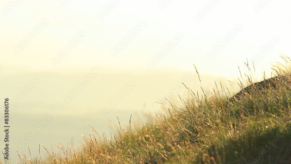 Closeup of green grass in warm sunset light Closeup of green grass in warm sunset light