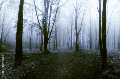 Dark trees in spooky forest © bonciutoma