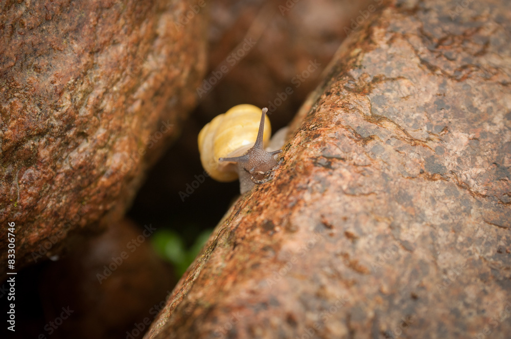 Fototapeta premium Yellow snail between two brown stones
