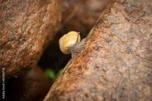 Yellow snail between two brown stones