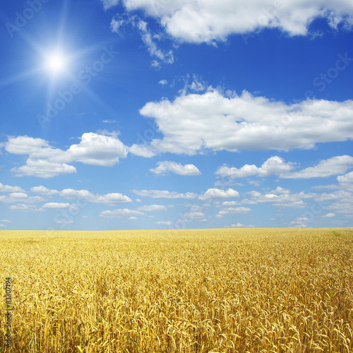Wheat field and blue sky with sun