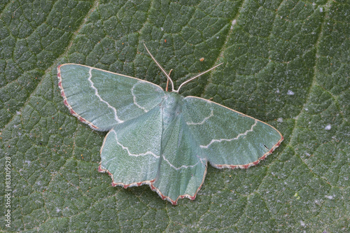 Thalera fimbrialis perched on a green leaf photo