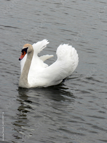 Swan in the Lagoon, Nida, Curonian Spit
