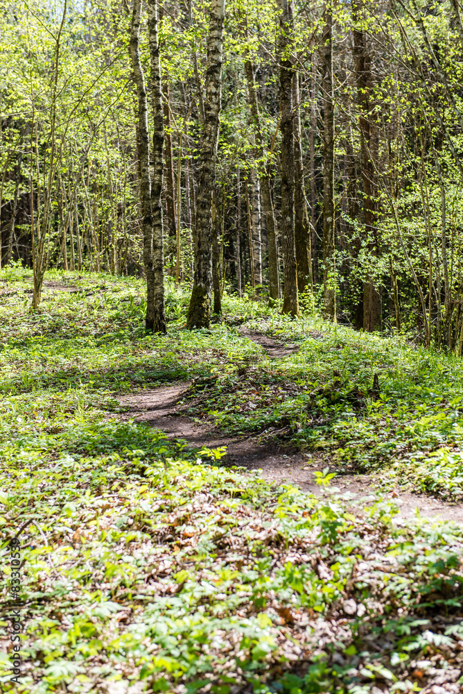 Obraz premium sunny tourist trail in the woods in spring