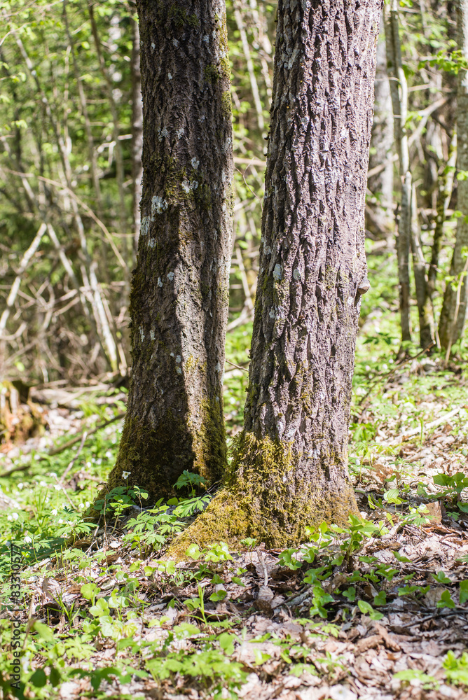 Fototapeta premium forest details in spring