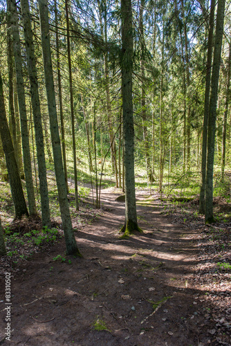 sunny tourist trail in the woods in spring