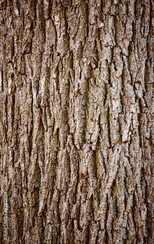 Tree oak bark texture