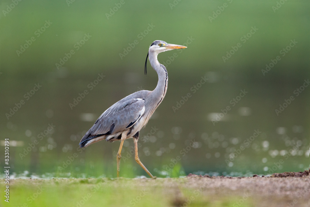 Grey Heron 