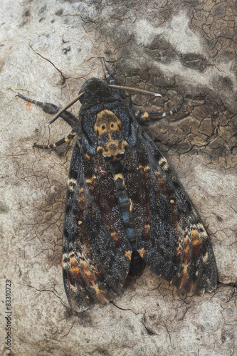 Carta da parati Acherontia atropos perched on a log
