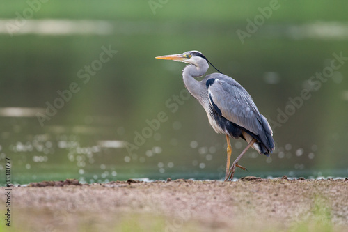 Grey Heron  © sun_time