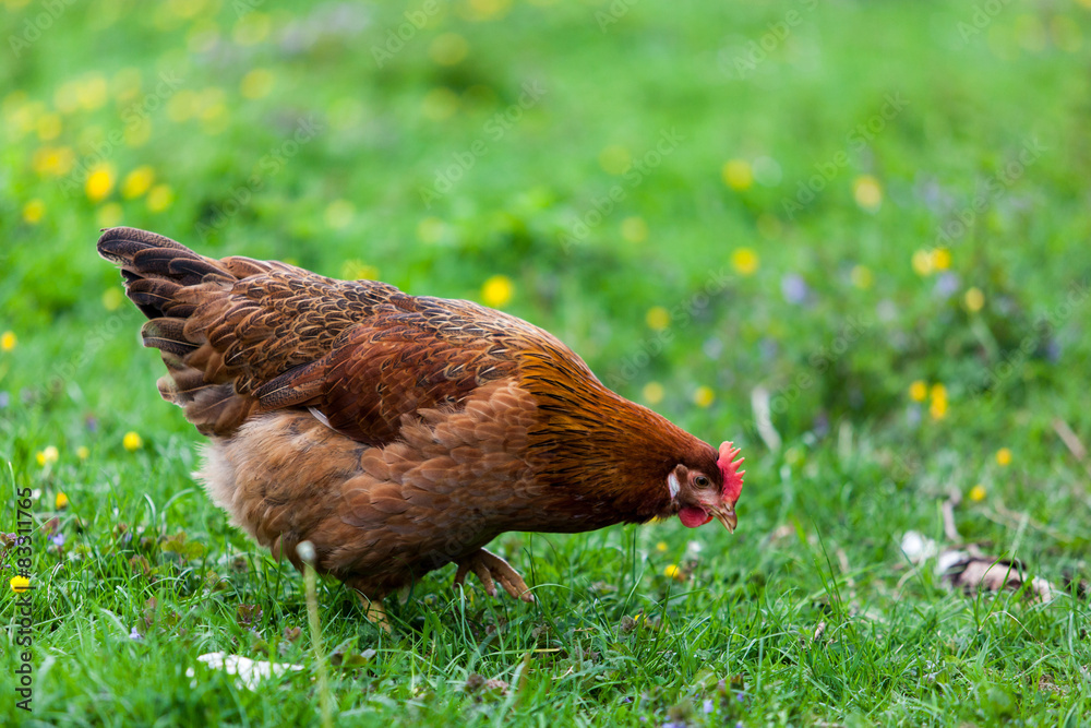 Fototapeta premium Huhn beim fressen