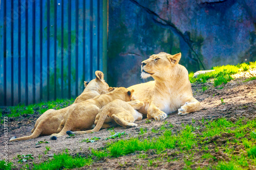 Lioness nursing three cubs