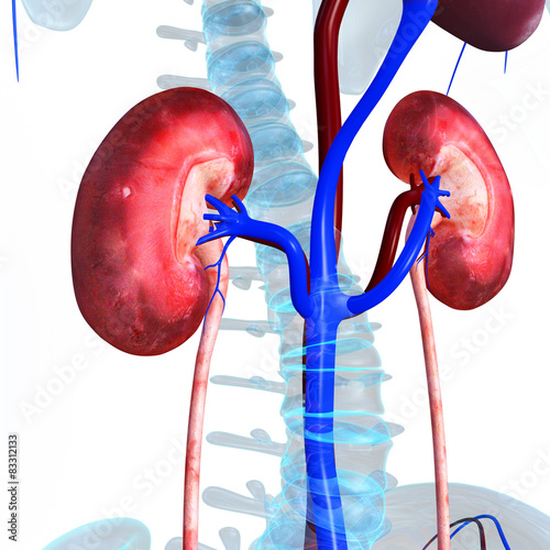 Human kidneys