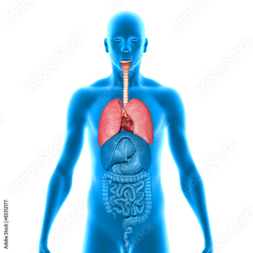 Human lungs with heart